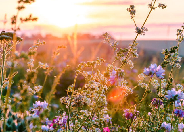 21/03 - BENVENUTA PRIMAVERA